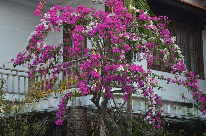 The Hoi An Orchid Garden Villas Exteriör bild