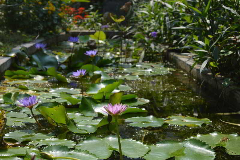 The Hoi An Orchid Garden Villas Exteriör bild